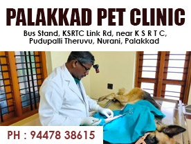 Are you searching for best Pet Clinic,Doctors Veterinary in Palakkad Kerala ?. Click here to get Palakkad Pet Clinic contact address and phone numbers