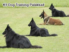 Are you searching for best Kennels in Palakkad Kerala ?. Click here to get K9 Dog Training Palakkad contact address and phone numbers