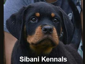 Sibani Kennels