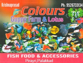 Colours Guppy  - Best Fish Farms in Palakkad ,