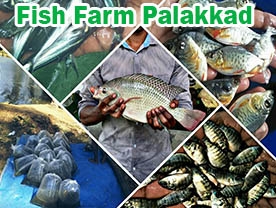 AL Ameen Fish Farm